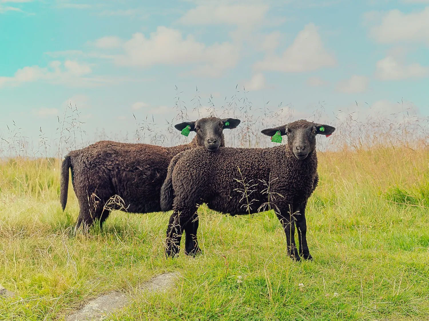 Two black sheep stand side by side in tall summer grass, both looking straight at the camera.